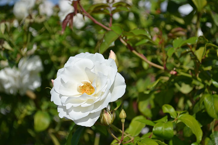 ružová, biela, kvet, Rosebush, lístkov, Záhrada