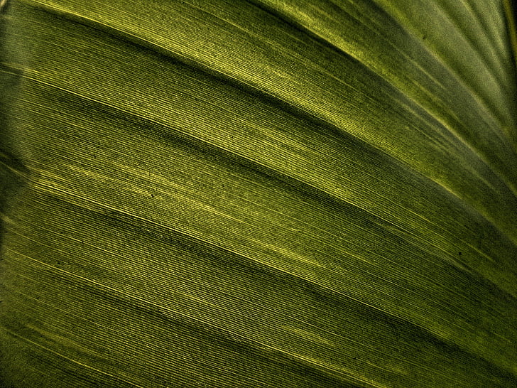 Banana leaf, blad, tekstur, effekt, grøn, natur, frisk