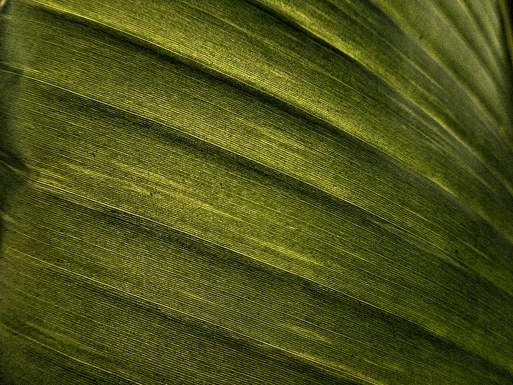 Banana leaf, liść, tekstury, efekt, zielony, Natura, świeży