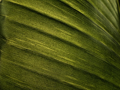 banana leaf, leaf, texture, effect, green, nature, fresh