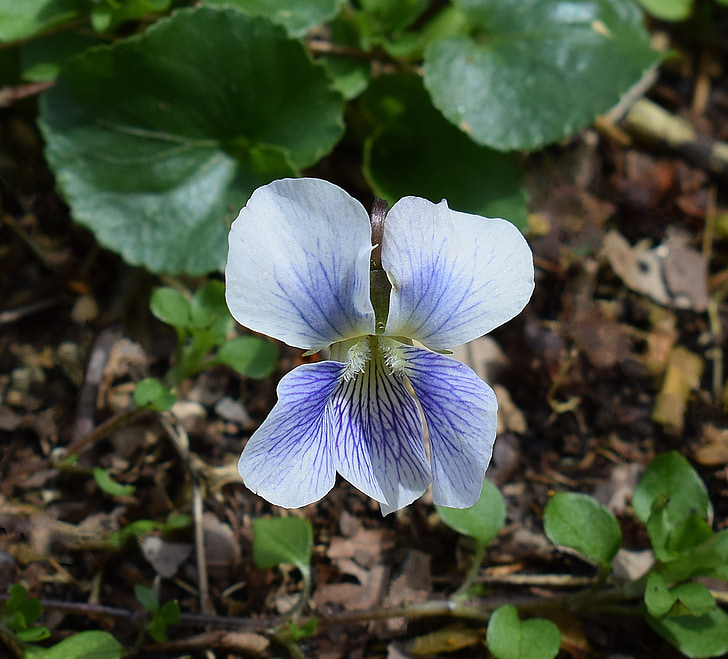 white and purple violet, confederate violet, wildflower, flower, blossom, bloom, plant