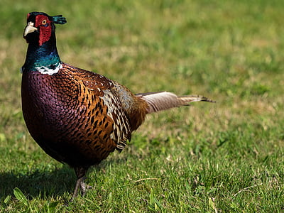 pheasant, bird, plumage, species, colorful, feather, males