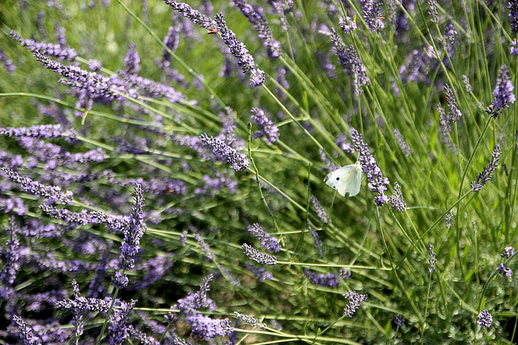lavender, butterfly, flowers, nature, blue