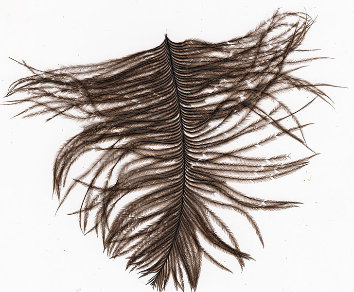 Feather, lind, objekti, pliiatsi, must, isoleeritud, tiivad