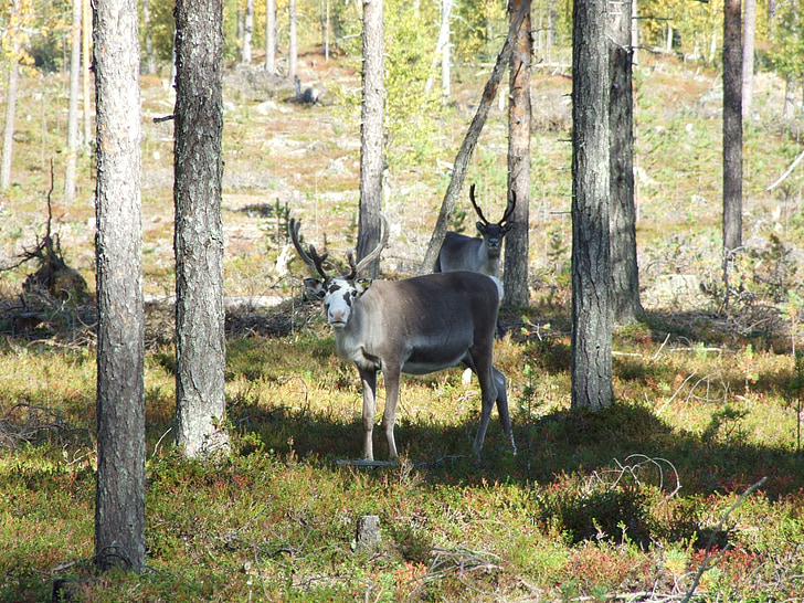 Lapland, Rena, terreno, floresta, Outono