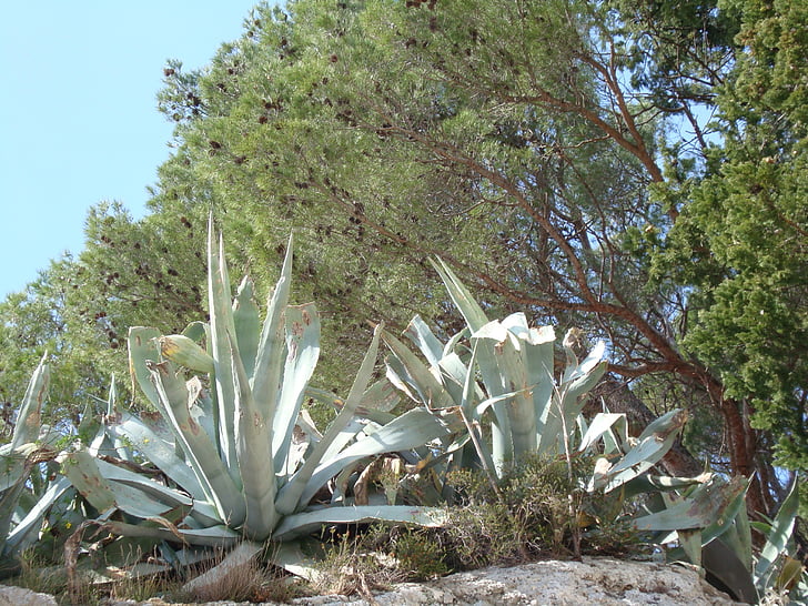 kaktusz, mediterrán, Földközi-tenger, növény