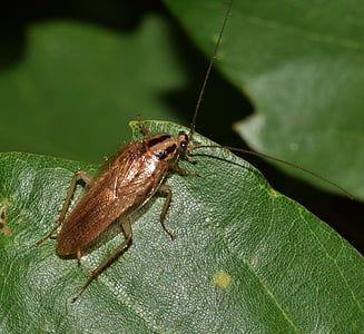 cucaracha, Roach, cucaracha alemana, insectos, error, insectoides, plagas
