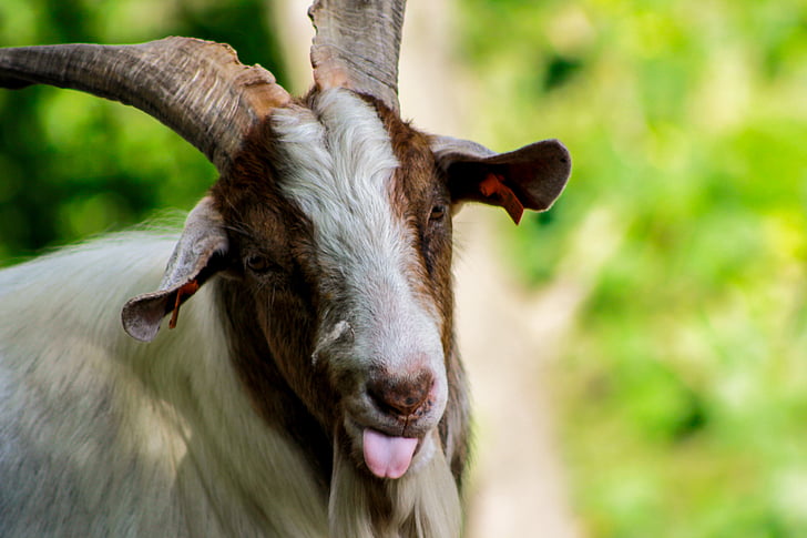 goat, buck, horn, horns, mammals, language, leave the language