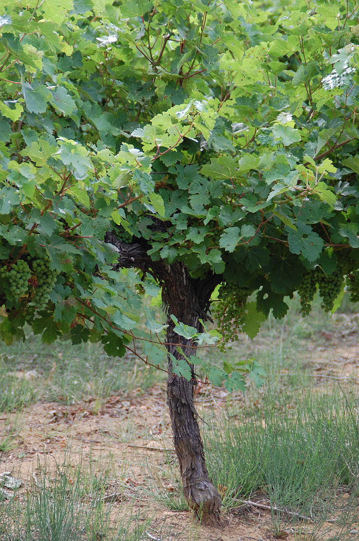 Виноградна лоза, виноград, Природа