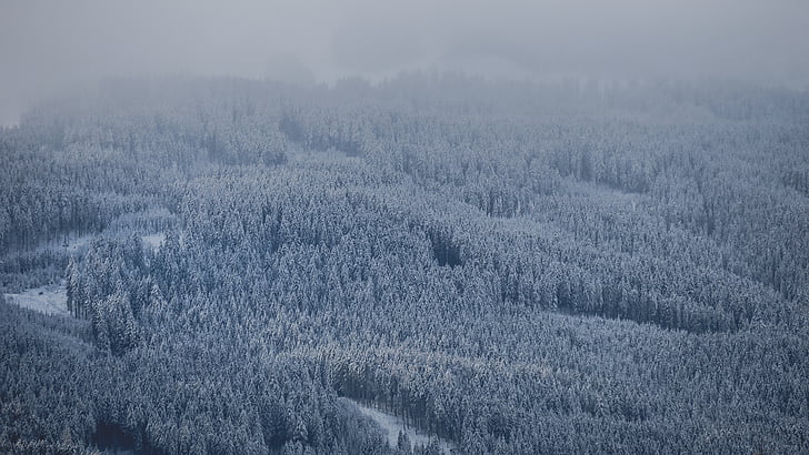 skov, dækket, sne, træer, plante, natur, tåge