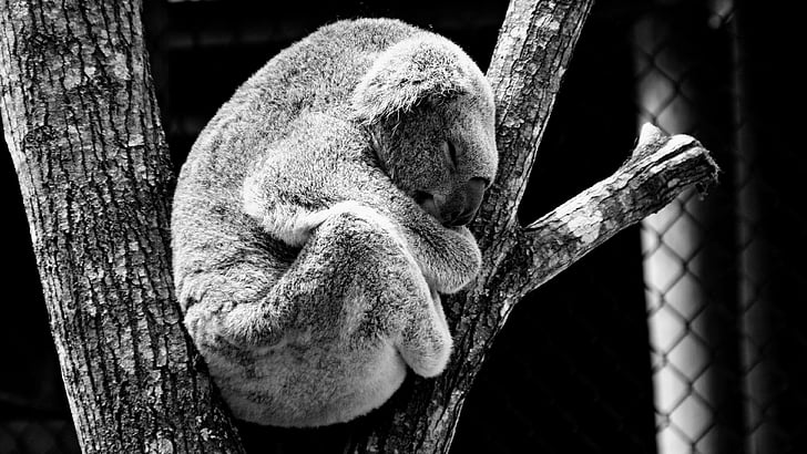 animal, Koala, nature, un animal, partie du corps animal, faune animale, tronc d’arbre