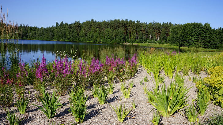 핀란드어, 조 경, 여름, 비치, 식물, 공원, 자연