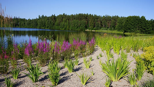 Suomių, kraštovaizdžio, vasaros, paplūdimys, augalai, parkas, Gamta