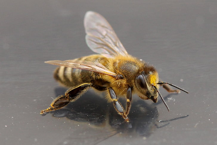 abelha, Insecta, asas, Acro, detalhe, um animal, vida selvagem animal