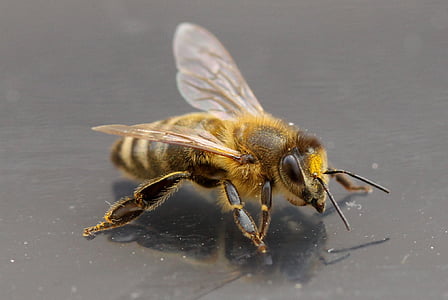 lebah, bersel, sayap, Acro, detail, satu binatang, hewan satwa liar