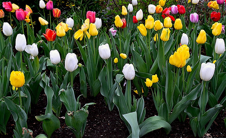 Tulipaner, blomster, blomstrende, farverige, forår, blomstermotiver, natur