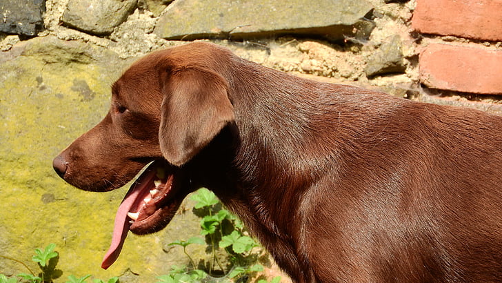 Labrador, Labrador retriever, tête de chien, museau, brun
