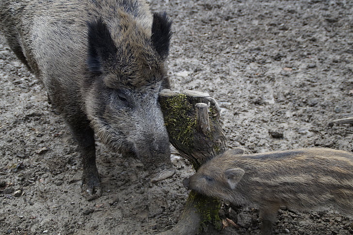bache, launchy, wild boars, mother and child, wild boar, quagmire, mud