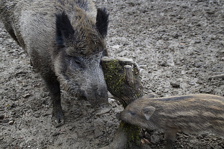 bache, launchy, 야생 boars, 어머니와 아이, 야생 멧돼지, 수렁, 진흙