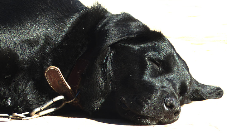 pes, kříženec labradora, Labrador, černá, spící