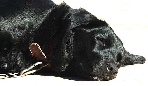 犬, ラブラドールの雑種, ラブラドール, ブラック, 眠っています。