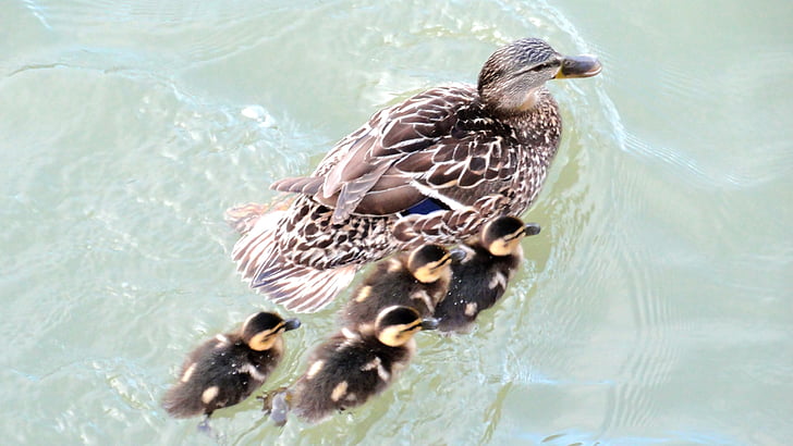 family, ducks, mallard, pond, water, palmípeda