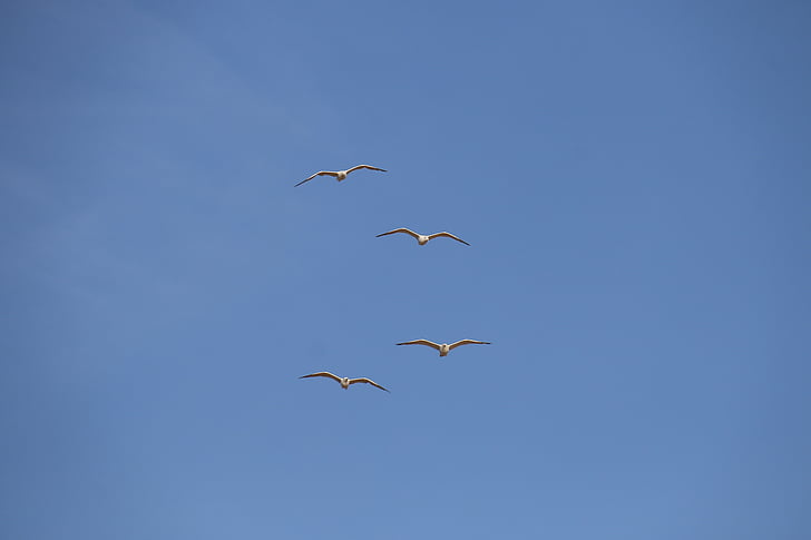 seagulls, blue sky, nature, birds, sky, blue, light