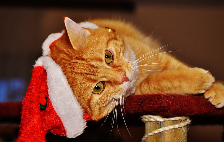 con mèo, màu đỏ, Giáng sinh, Santa hat, Buồn cười, Dễ thương, cá thu