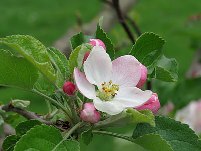 flor de maçã, -de-rosa, flor, flor, árvore de maçã, natureza, Primavera