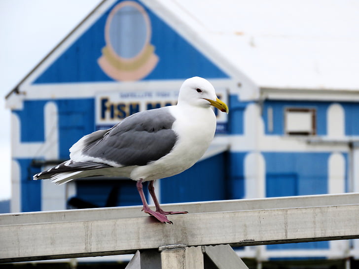 seagull, fish market, sea, harbour, marine, harbor