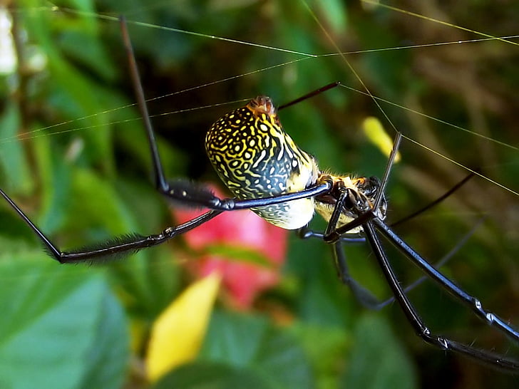 Nephila fenestrata, berkaki hitam emas bola-penenun, laba-laba bola emas, laba-laba, Taman, tidak berbahaya, arakhnida air