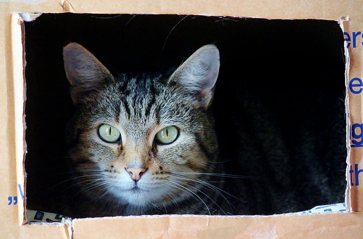 cat, cat face, moving box, moving with animals, pet, attention, animal portrait