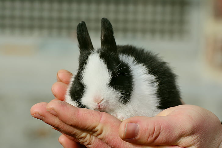 Zajac, zajačik, milý, sladký, kožušiny, PET, zabezpečenia