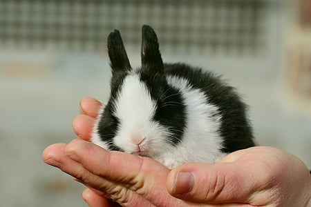 กระต่าย, กระต่าย, น่ารัก, หวาน, ขนสัตว์, สัตว์เลี้ยง, รักษาความปลอดภัย