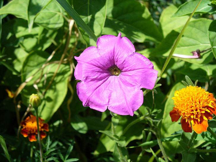 flower, tobacco, saffron