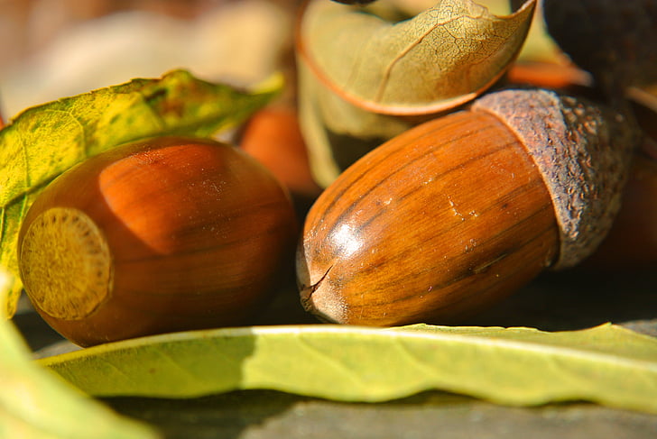 acorns, macro, close, leaves, autumn, decoration, brown