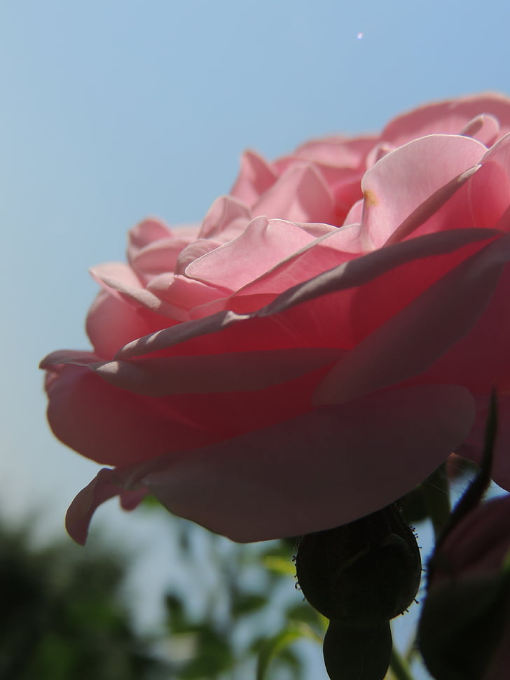 pink, rose, flower, sun rays, shadow