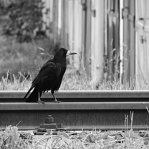 Corvo, faixa, pássaro em trilhos, pássaro preto, preto e branco