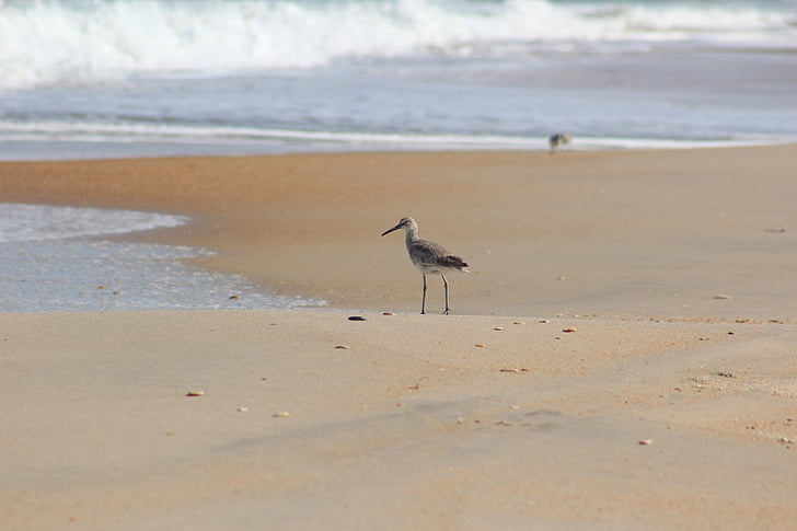 Sandpiper, spiaggia, Willet, sabbia, Tringa, Cape hatteras national seashore, Carolina del Nord