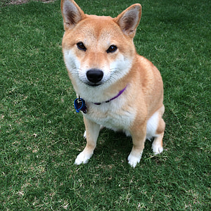 Shiba inu, hond, Doge meme, Spitz rassen, Japans