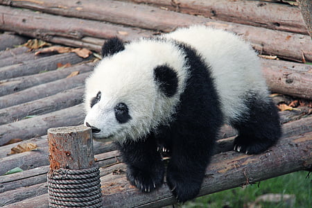 noir et blanc, adorable, national animal, Panda, base de recherche, animal, ours