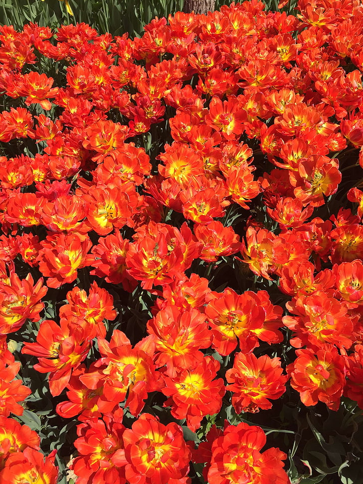 Tulip, flores, naranja