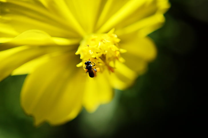 čebela, cvet, rumeni cvet, poletje, živali, bug, ose