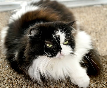 Himalaya Persană, negru, alb, portret, ochii verzi, pisica, drăguţ