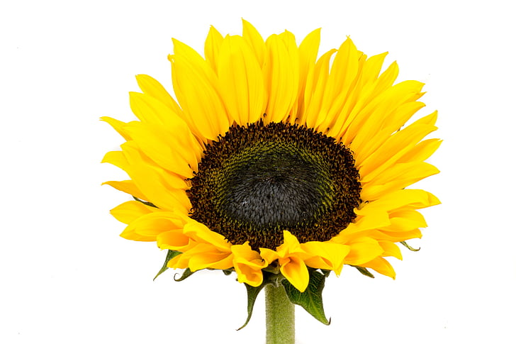 bunga matahari, kuning, bunga, alam, bunga kuning, mekar, makro