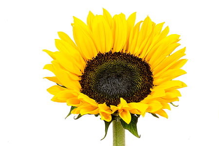Slunečnice, žlutá, květ, Příroda, žlutý květ, Bloom, makro