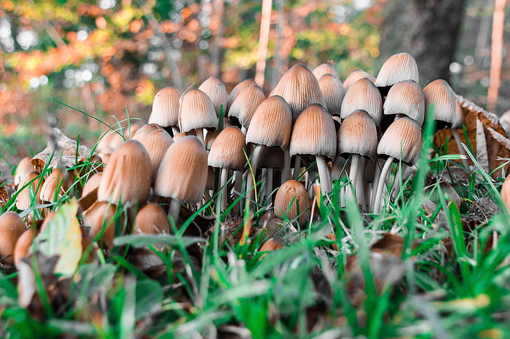 mushrooms, forest floor, forest, autumn, agriculture, day, nature