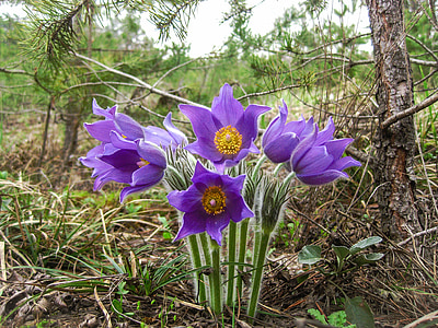 Phlomis, flores, verano, naturaleza, pétalos púrpura, bosque, flora y fauna