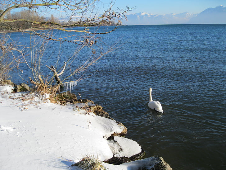 landskap, Swan, snö