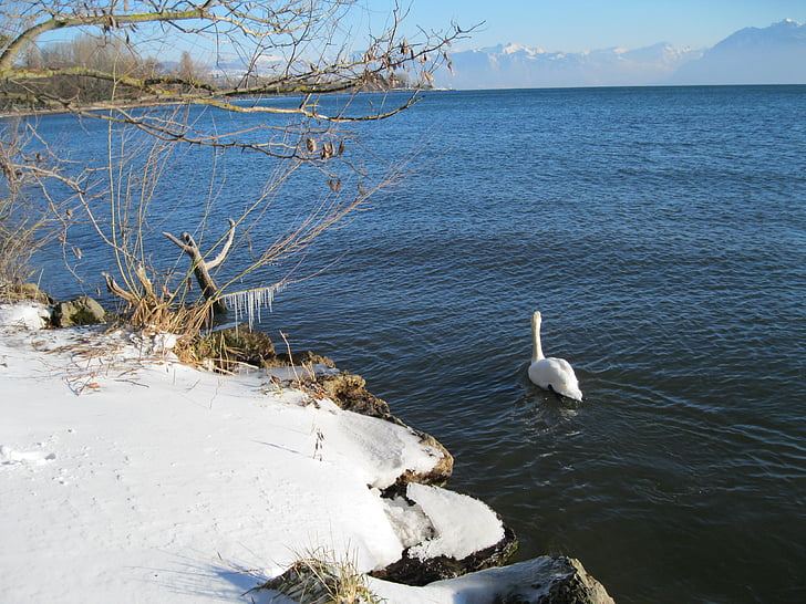 landscape, swan, snow